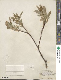 Salix lucida subsp. lasiandra image
