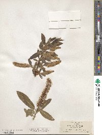 Salix lucida subsp. lasiandra image