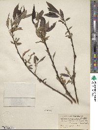 Salix lucida subsp. lasiandra image
