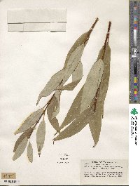 Salix lucida image