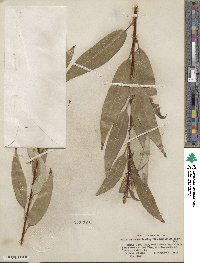 Salix lucida subsp. lasiandra image