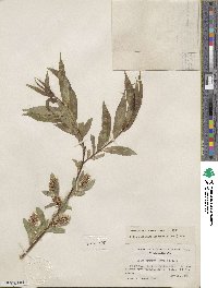 Salix lucida subsp. lasiandra image