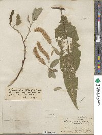 Salix lucida subsp. lasiandra image