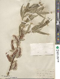 Salix lucida subsp. lasiandra image