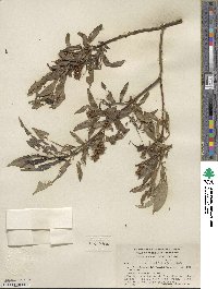 Salix lucida subsp. lasiandra image