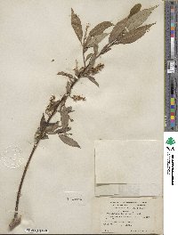 Salix lucida image