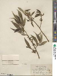 Salix lucida subsp. lasiandra image