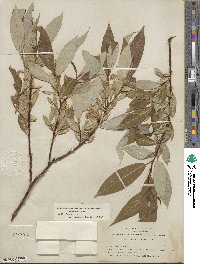 Salix lasiandra var. macrophylla image