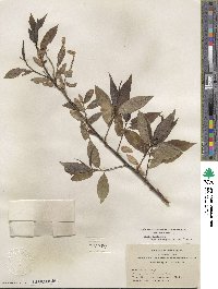 Salix lasiandra var. macrophylla image