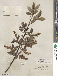 Salix lasiandra var. macrophylla image