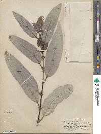 Salix lasiandra var. macrophylla image