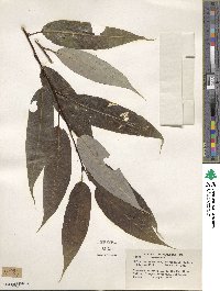 Salix lasiandra var. macrophylla image