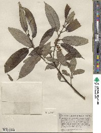 Salix lasiandra var. macrophylla image