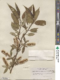 Salix lasiandra var. macrophylla image