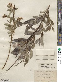 Salix lasiandra var. macrophylla image