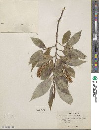 Salix lasiandra var. macrophylla image