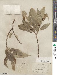 Salix lucida subsp. lasiandra image