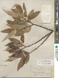 Salix lucida subsp. lasiandra image