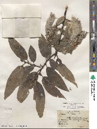 Salix lucida image