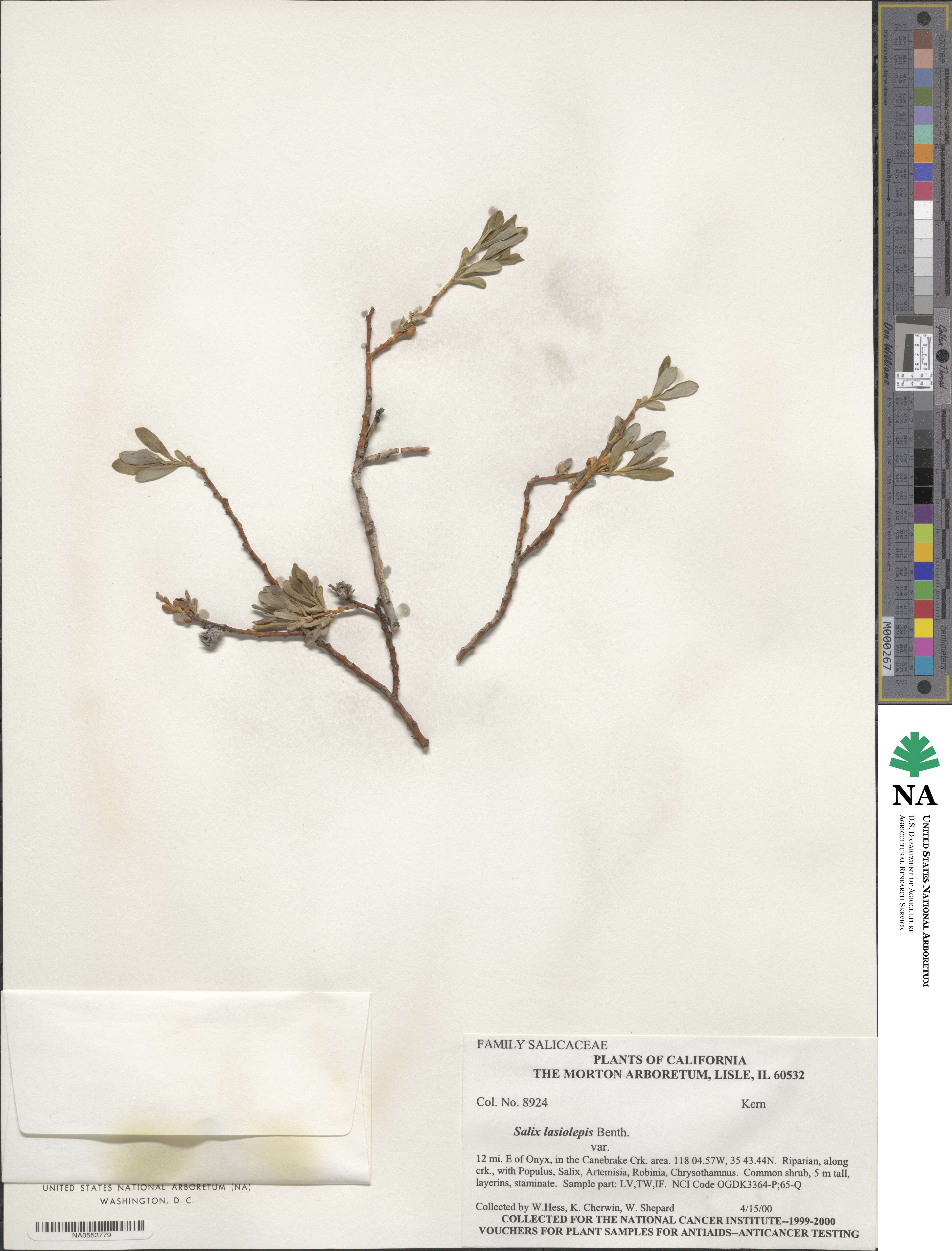 Salix lasiolepis image