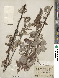Salix lasiolepis var. bigelovii image