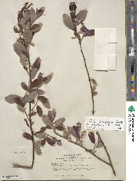 Salix lasiolepis var. bigelovii image