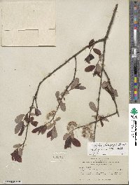 Salix lasiolepis var. bigelovii image