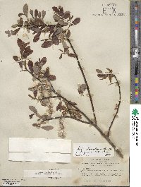 Salix lasiolepis var. bigelovii image