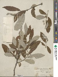 Salix lasiolepis var. bigelovii image