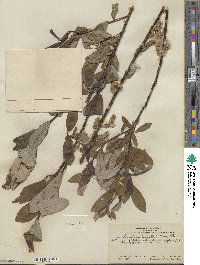 Salix lasiolepis var. bigelovii image