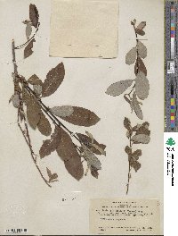 Salix lasiolepis var. bigelovii image