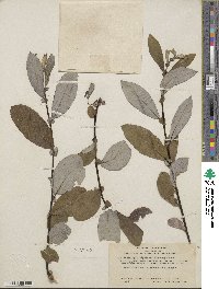 Salix lasiolepis var. bigelovii image