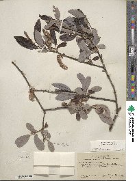 Salix lasiolepis var. bigelovii image