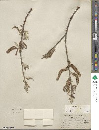 Salix lasiolepis var. bigelovii image