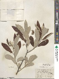 Salix lasiolepis var. bigelovii image