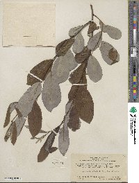 Salix lasiolepis var. bigelovii image