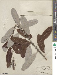 Salix lasiolepis var. bigelovii image