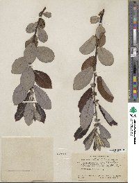 Salix lasiolepis var. bigelovii image