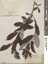 Salix lasiolepis var. bigelovii image
