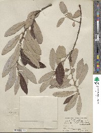 Salix lasiolepis var. bigelovii image