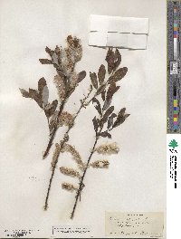 Salix lasiolepis var. bigelovii image