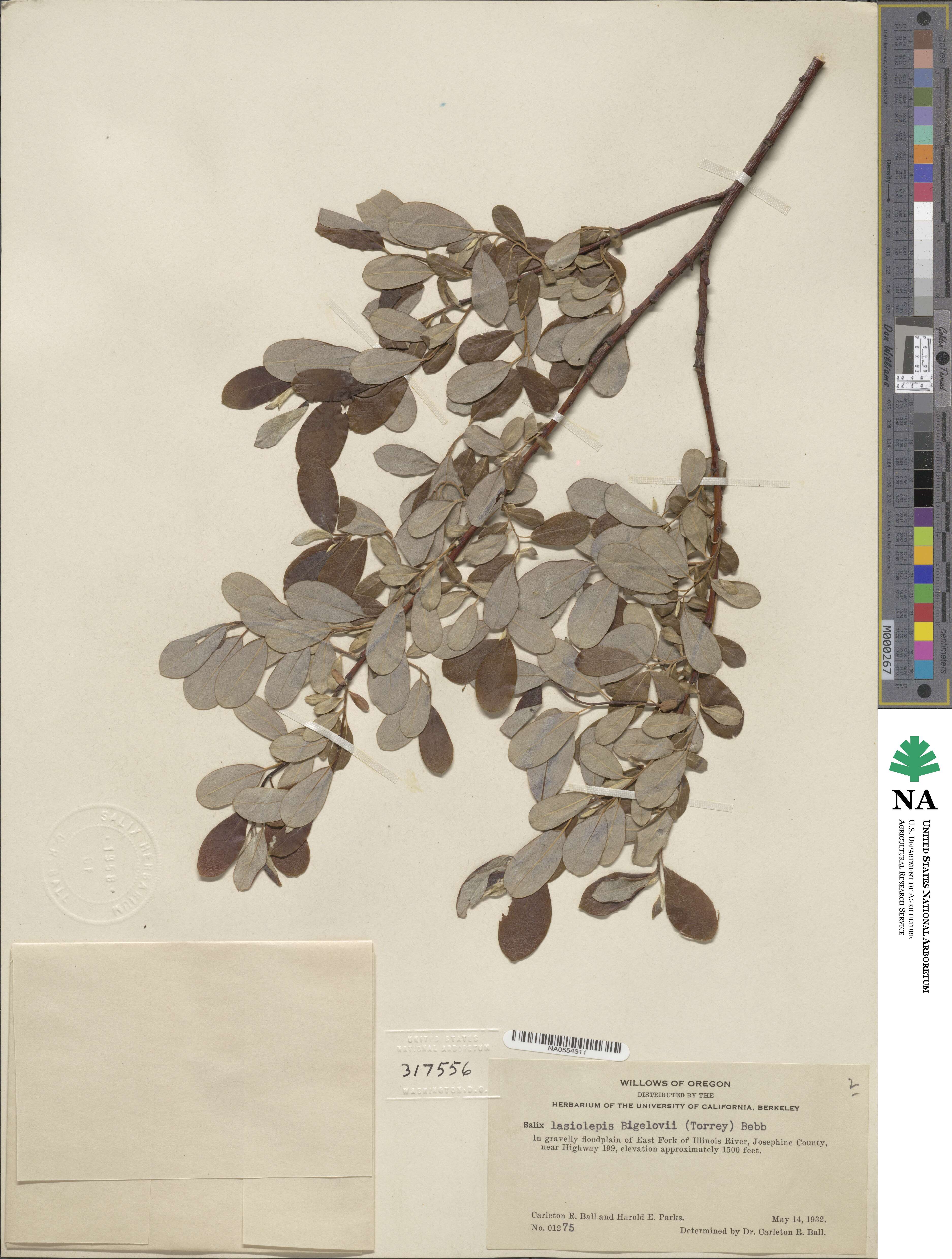 Salix lasiolepis var. bigelovii image
