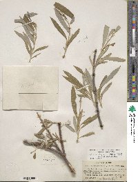 Salix lasiolepis var. bracelinae image