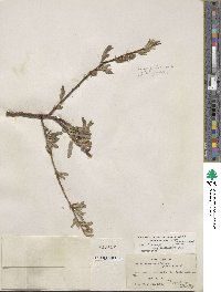 Salix lasiolepis var. bracelinae image