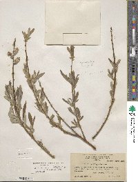 Salix lasiolepis var. bracelinae image