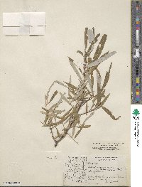 Salix lasiolepis var. bracelinae image