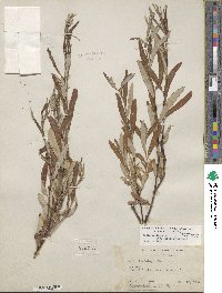 Salix lasiolepis var. bracelinae image