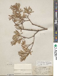 Salix lasiolepis var. bracelinae image