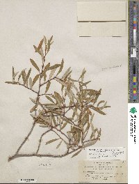 Salix lasiolepis var. bracelinae image