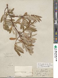 Salix lasiolepis var. bracelinae image